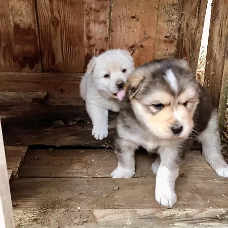 Etno Kuca Deram ファームステイ *