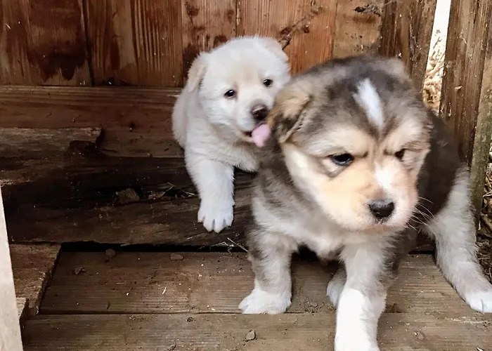 Etno Kuca Deram Κατάλυμα σε φάρμα *